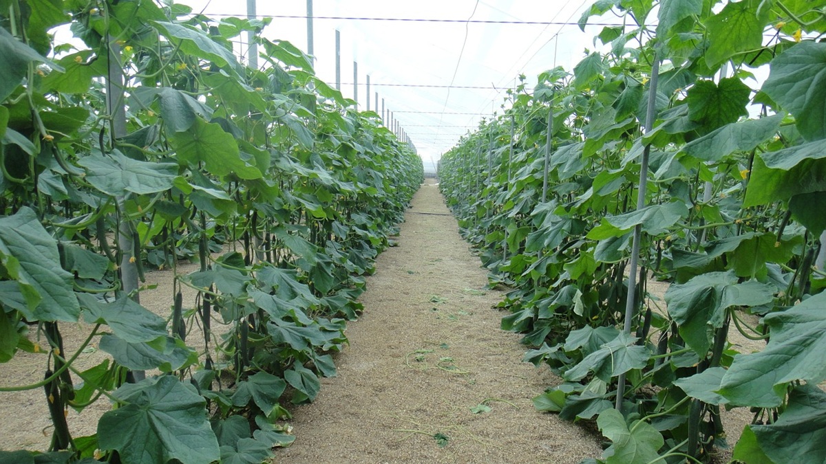 Estrategia de abonado en hortícolas de Almería optimizar la nutrición desde el trasplante